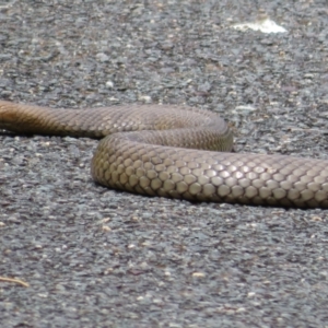 Pseudonaja textilis at Latham, ACT - 3 Nov 2022 01:56 PM