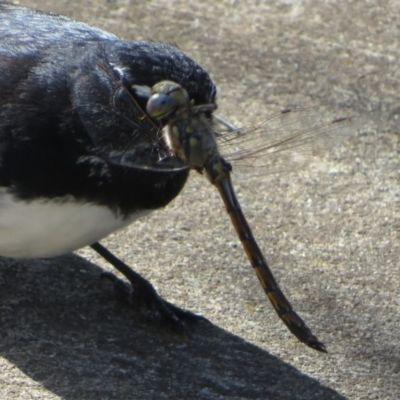 Hemicordulia tau (Tau Emerald) at West Belconnen Pond - 30 Oct 2022 by Christine