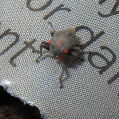 Eurymeloides minuta (Gumtree leafhopper) at Flynn, ACT - 2 Nov 2022 by Christine