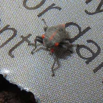 Eurymeloides minuta (Gumtree leafhopper) at Flynn, ACT - 2 Nov 2022 by Christine