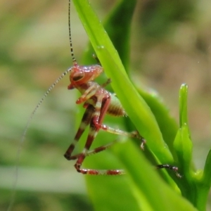 Torbia viridissima at Flynn, ACT - 6 Nov 2022