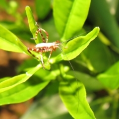 Torbia viridissima at Flynn, ACT - 6 Nov 2022