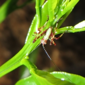 Torbia viridissima at Flynn, ACT - 6 Nov 2022