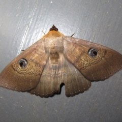 Dasypodia selenophora (Southern old lady moth) at Namadgi National Park - 5 Nov 2022 by Christine