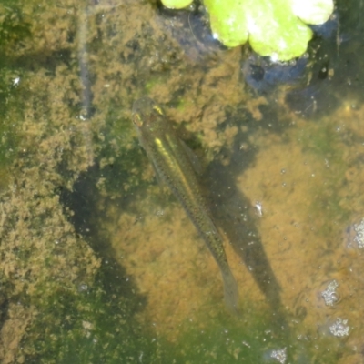 Gambusia holbrooki (Gambusia, Plague minnow, Mosquito fish) at Jerrabomberra Wetlands - 6 Nov 2022 by Christine