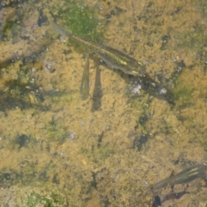 Gambusia holbrooki at Fyshwick, ACT - 6 Nov 2022