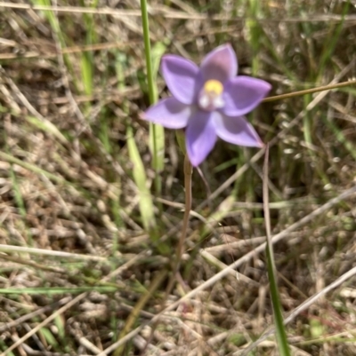 Thelymitra sp. (pauciflora complex) (Sun Orchid) at Black Mountain - 6 Nov 2022 by Jenny54