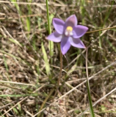 Thelymitra sp. (pauciflora complex) (Sun Orchid) at Molonglo Valley, ACT - 7 Nov 2022 by Jenny54