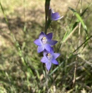 Thelymitra sp. (pauciflora complex) at Molonglo Valley, ACT - 7 Nov 2022