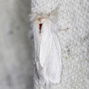 Trichiocercus sparshalli at O'Connor, ACT - 6 Nov 2022 09:52 PM