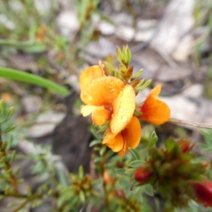 Pultenaea subspicata at Mongarlowe, NSW - 7 Nov 2022