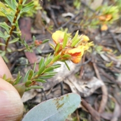 Pultenaea subspicata at Mongarlowe, NSW - 7 Nov 2022