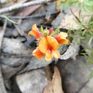 Pultenaea subspicata at Mongarlowe, NSW - 7 Nov 2022