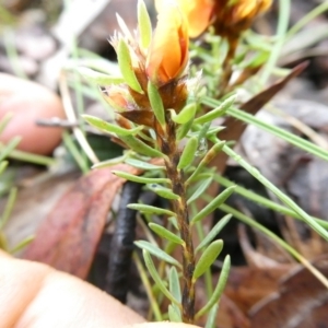 Pultenaea subspicata at Mongarlowe, NSW - 7 Nov 2022