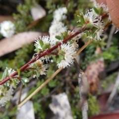 Kunzea ambigua (White Kunzea) at Mongarlowe, NSW - 6 Nov 2022 by arjay