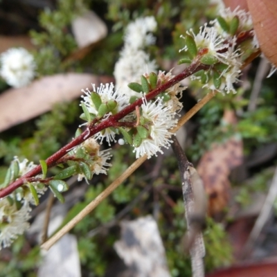 Kunzea ambigua (White Kunzea) at Mongarlowe, NSW - 7 Nov 2022 by arjay