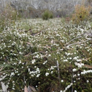 Kunzea ambigua at Mongarlowe, NSW - suppressed