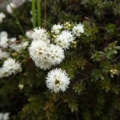 Kunzea ambigua at Mongarlowe, NSW - suppressed