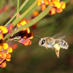Trichocolletes sp. (genus) (Spring Bee) at Booth, ACT - 6 Nov 2022 by HaukeKoch