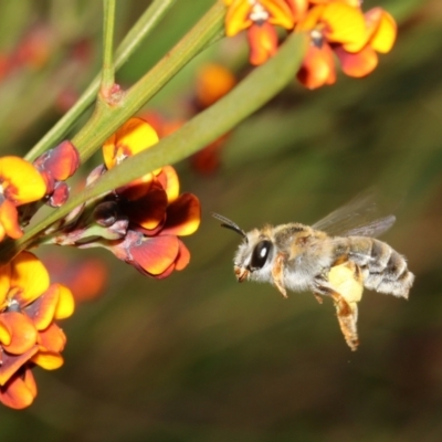 Trichocolletes sp. (genus) (Spring Bee) at Booth, ACT - 6 Nov 2022 by HaukeKoch