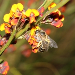 Trichocolletes sp. (genus) at Booth, ACT - 6 Nov 2022