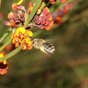 Trichocolletes sp. (genus) at Booth, ACT - 6 Nov 2022