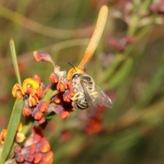 Trichocolletes sp. (genus) at Booth, ACT - 6 Nov 2022