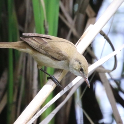 Acrocephalus australis (Australian Reed-Warbler) at Upper Stranger Pond - 6 Nov 2022 by RodDeb