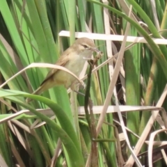 Acrocephalus australis at Isabella Plains, ACT - 6 Nov 2022