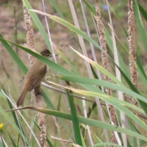 Acrocephalus australis at Isabella Plains, ACT - 6 Nov 2022