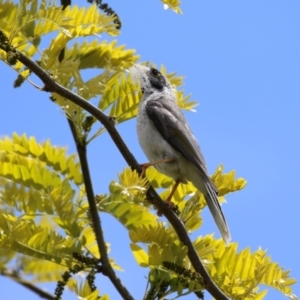 Manorina melanocephala at Isabella Plains, ACT - 6 Nov 2022