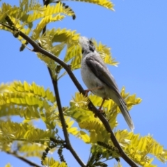 Manorina melanocephala at Isabella Plains, ACT - 6 Nov 2022