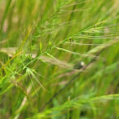 Vulpia sp. (A Squirreltail Fescue) at Crace Grasslands - 7 Nov 2022 by trevorpreston