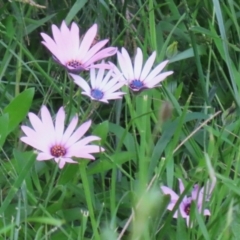 Dimorphotheca ecklonis (African Daisy) at Upper Stranger Pond - 6 Nov 2022 by RodDeb