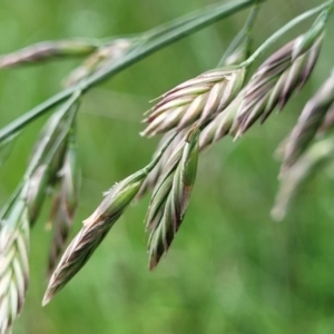 Bromus catharticus at Mitchell, ACT - 7 Nov 2022 12:41 PM