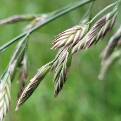 Bromus catharticus (Prairie Grass) at Crace Grasslands - 7 Nov 2022 by trevorpreston