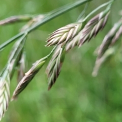 Bromus catharticus at Mitchell, ACT - 7 Nov 2022