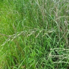 Bromus catharticus at Mitchell, ACT - 7 Nov 2022