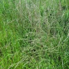 Bromus catharticus at Mitchell, ACT - 7 Nov 2022 12:41 PM