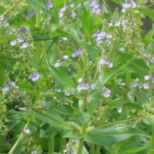 Veronica anagallis-aquatica at Isabella Plains, ACT - 6 Nov 2022