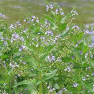 Veronica anagallis-aquatica at Isabella Plains, ACT - 6 Nov 2022