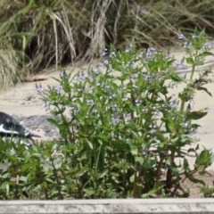 Veronica anagallis-aquatica at Isabella Plains, ACT - 6 Nov 2022 12:03 PM