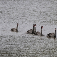 Cygnus atratus (Black Swan) at Upper Stranger Pond - 6 Nov 2022 by RodDeb