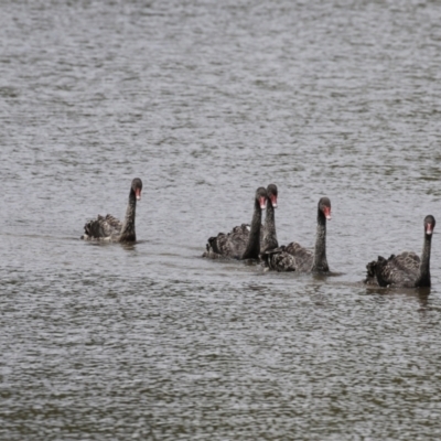 Cygnus atratus (Black Swan) at Upper Stranger Pond - 6 Nov 2022 by RodDeb