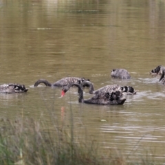 Cygnus atratus at Isabella Plains, ACT - 6 Nov 2022 11:52 AM