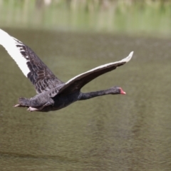 Cygnus atratus at Isabella Plains, ACT - 6 Nov 2022 11:52 AM