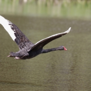 Cygnus atratus at Isabella Plains, ACT - 6 Nov 2022 11:52 AM