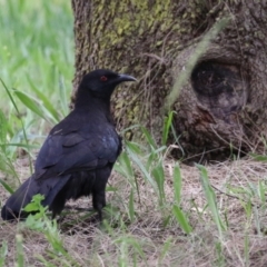 Corcorax melanorhamphos (White-winged Chough) at Upper Stranger Pond - 6 Nov 2022 by RodDeb