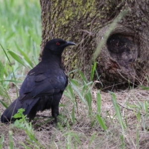 Corcorax melanorhamphos at Isabella Plains, ACT - 6 Nov 2022 12:02 PM