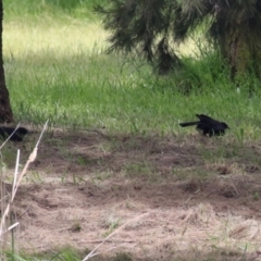 Corcorax melanorhamphos at Isabella Plains, ACT - 6 Nov 2022 12:02 PM